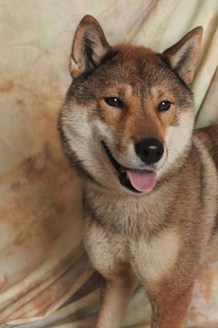 1番好きな犬の種類教えて