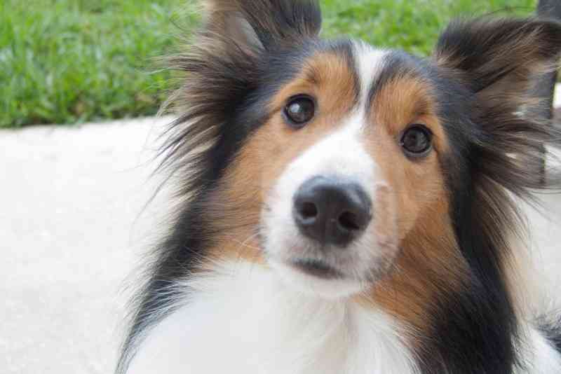 1番好きな犬の種類教えて