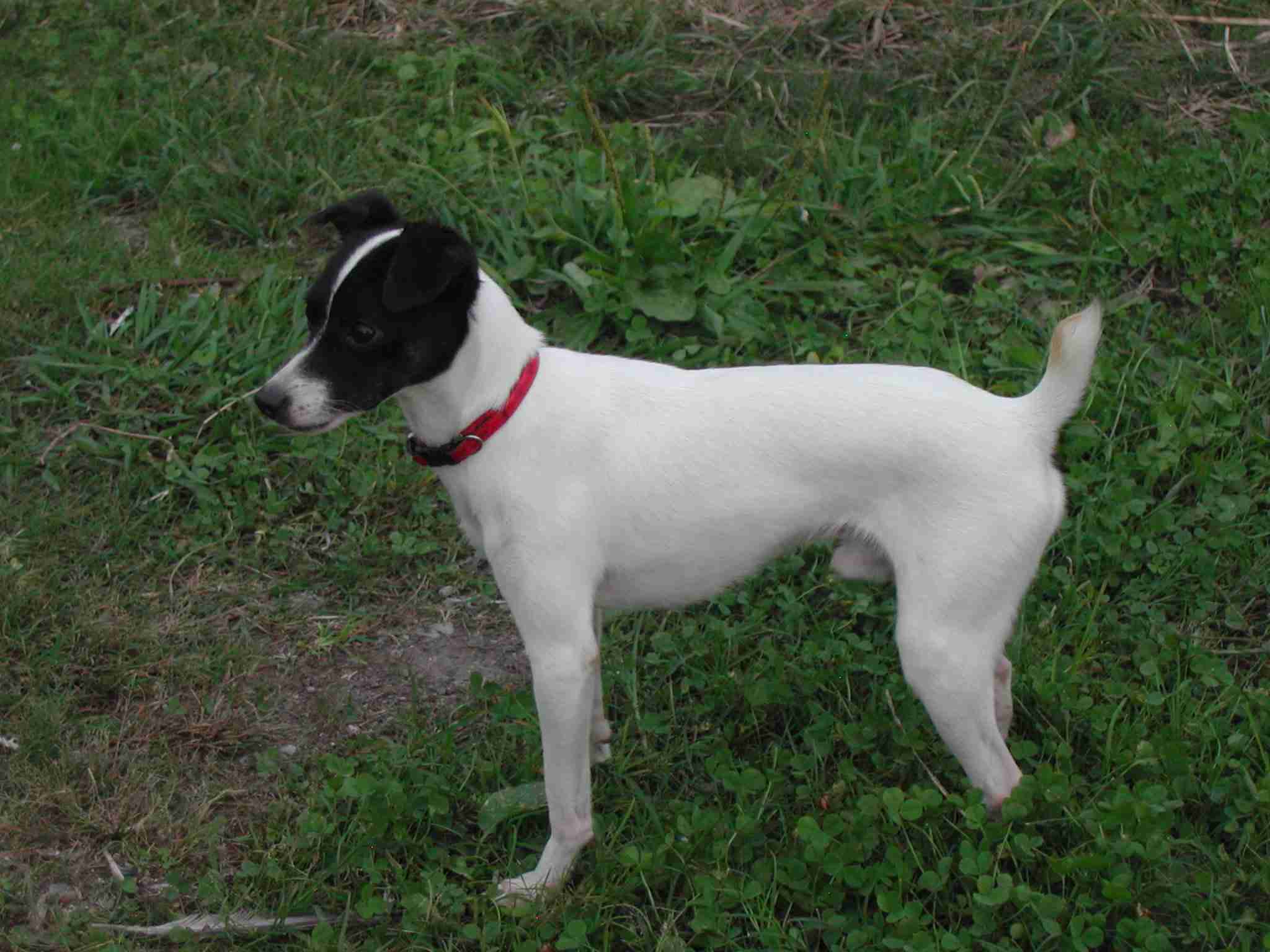 1番好きな犬の種類教えて