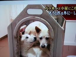 ベッキーにまた「ウソつき」疑惑 27時間テレビでの発言が物議