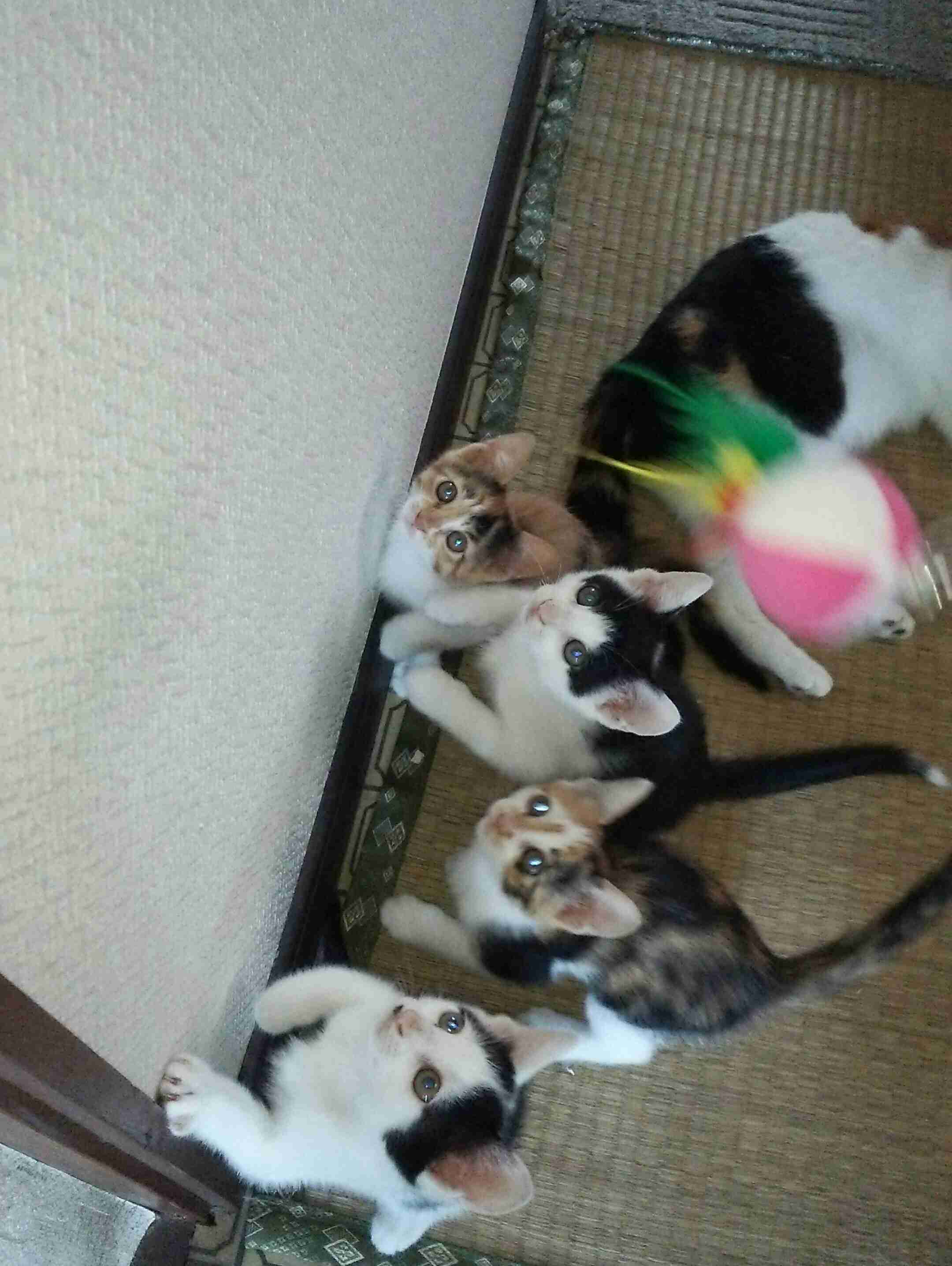 和む画像を集めるトピ