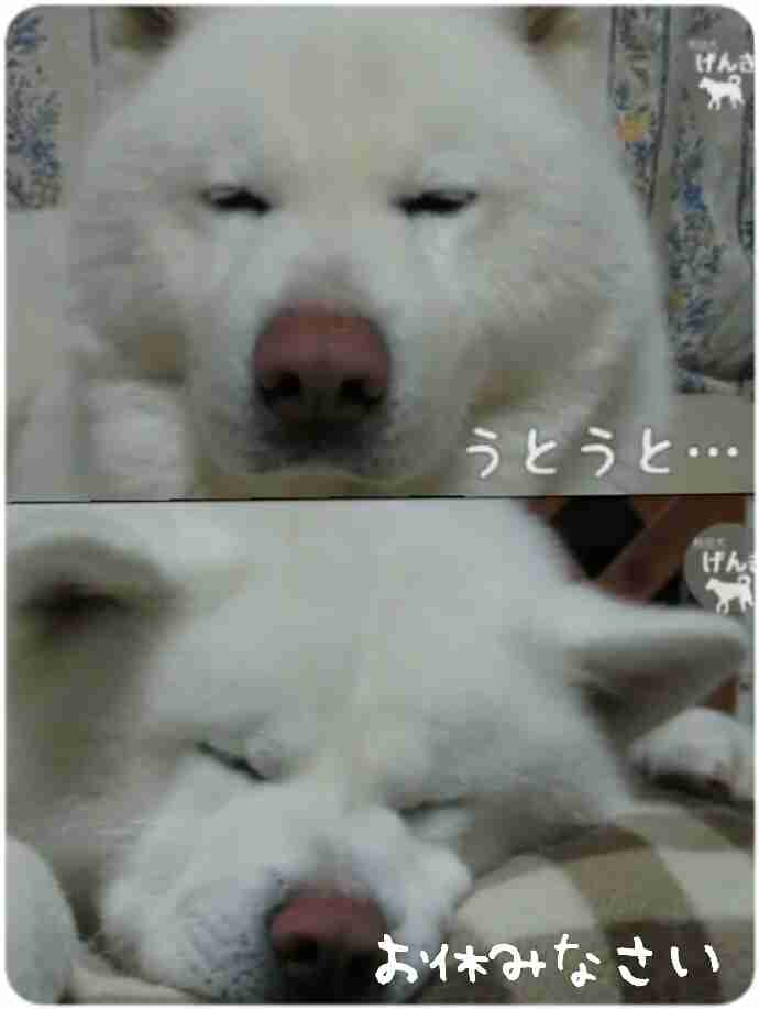 和む画像を集めるトピ