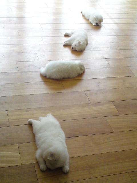 和む画像を集めるトピ
