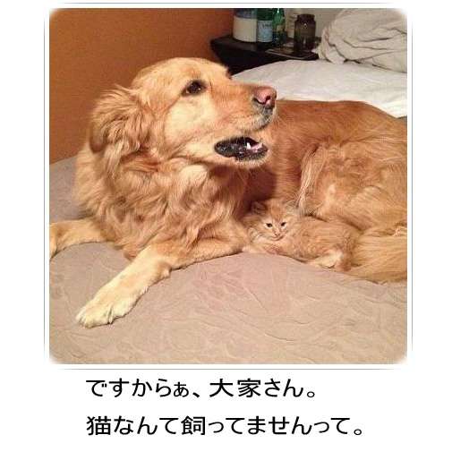 和む画像を集めるトピ