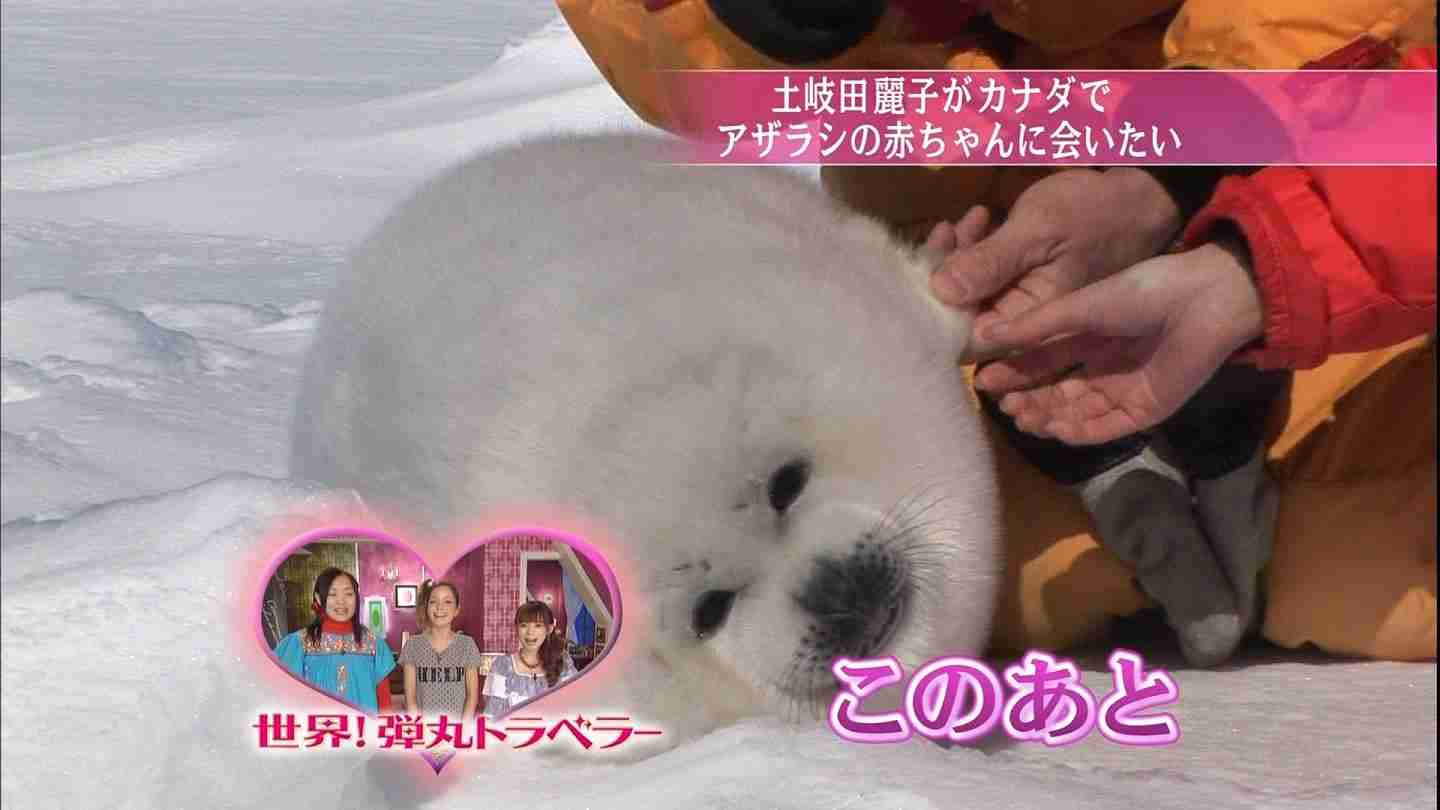 和む画像を集めるトピ