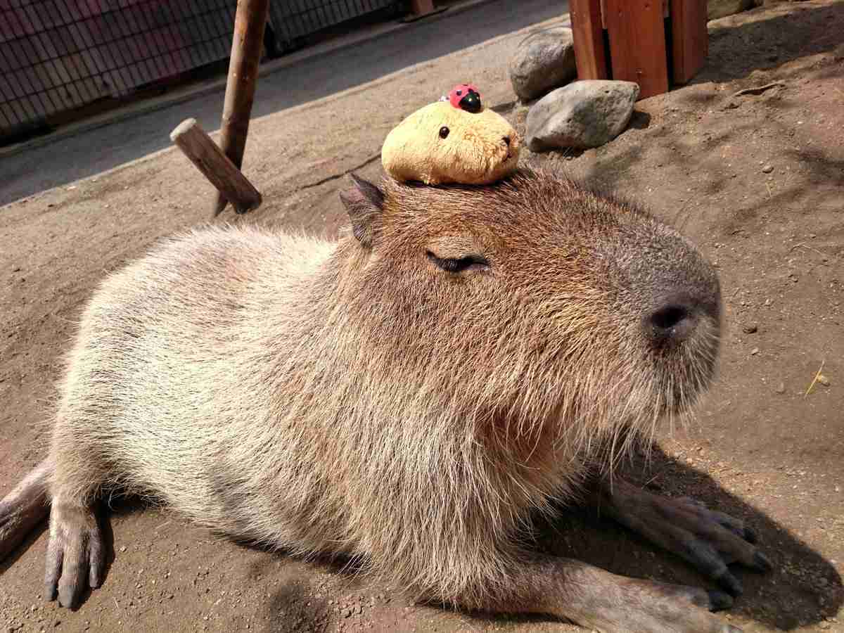 和む画像を集めるトピ