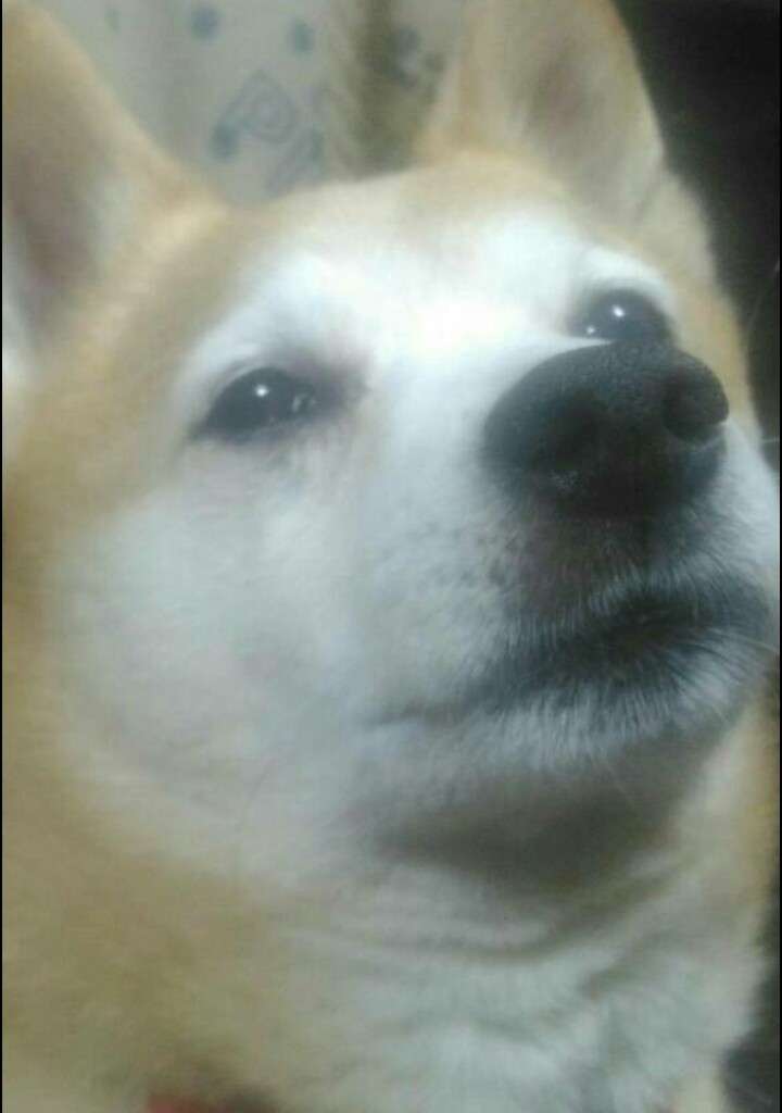 和む画像を集めるトピ