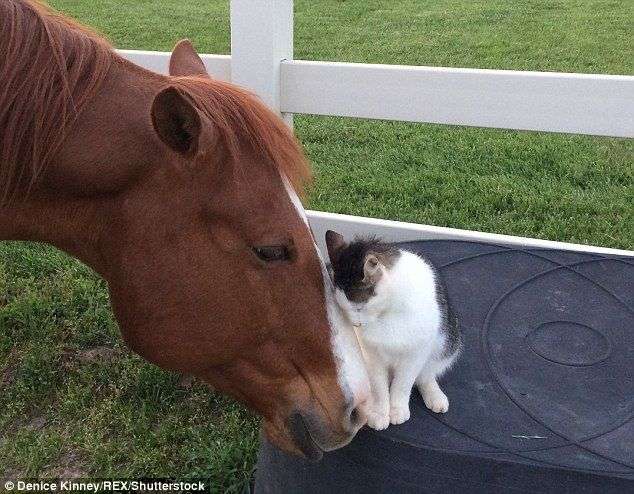 和む画像を集めるトピ