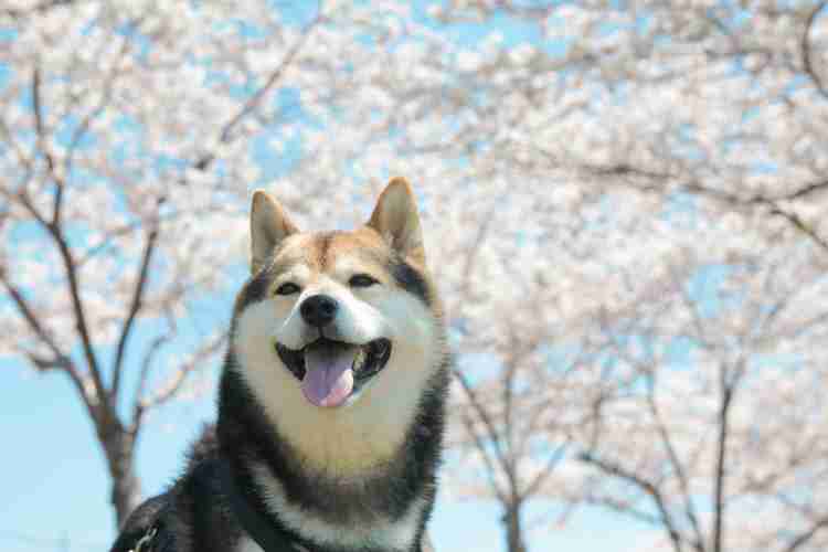 和む画像を集めるトピ