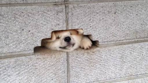 和む画像を集めるトピ