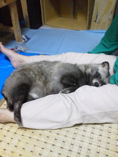和む画像を集めるトピ