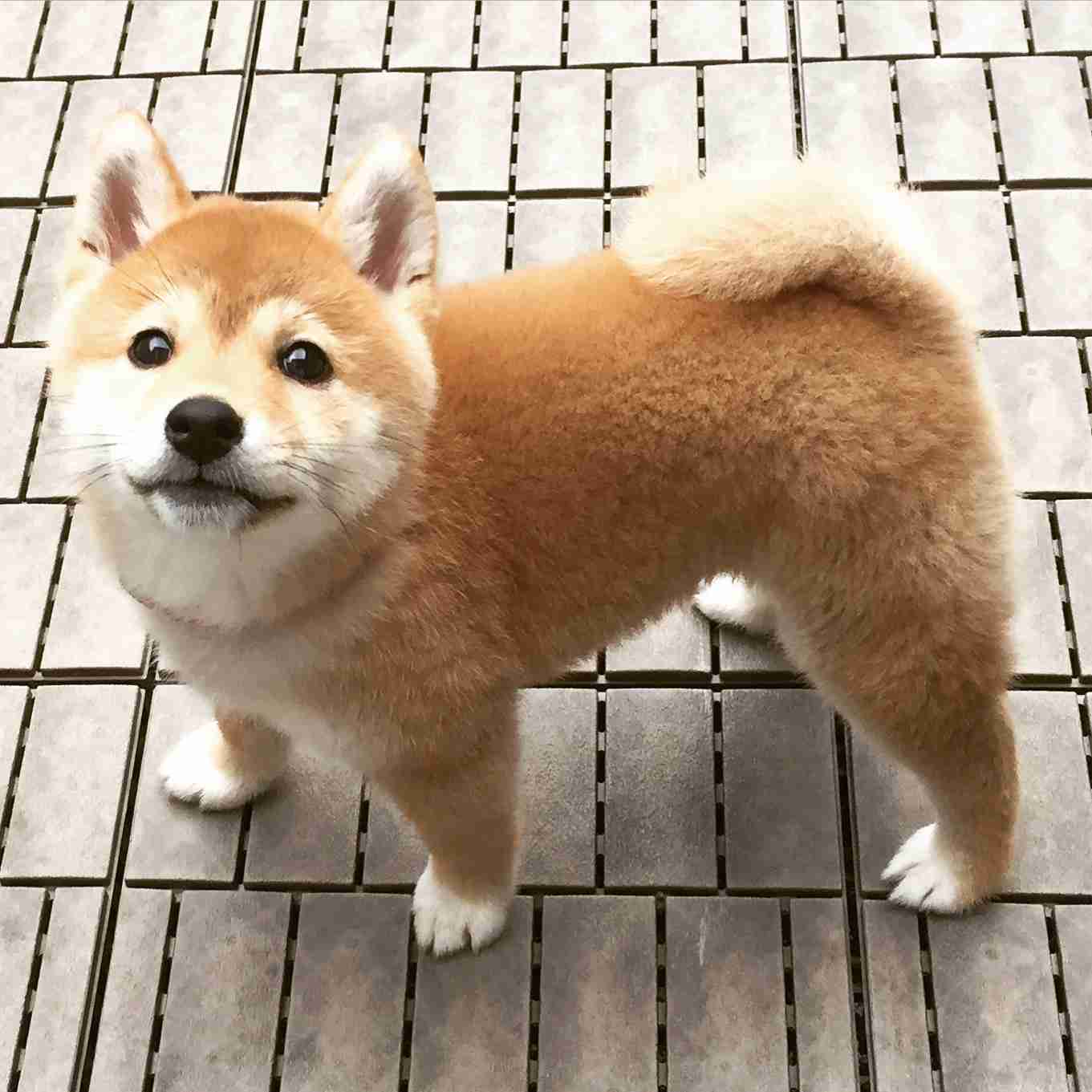 和む画像を集めるトピ