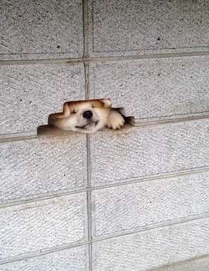 和む画像を集めるトピ