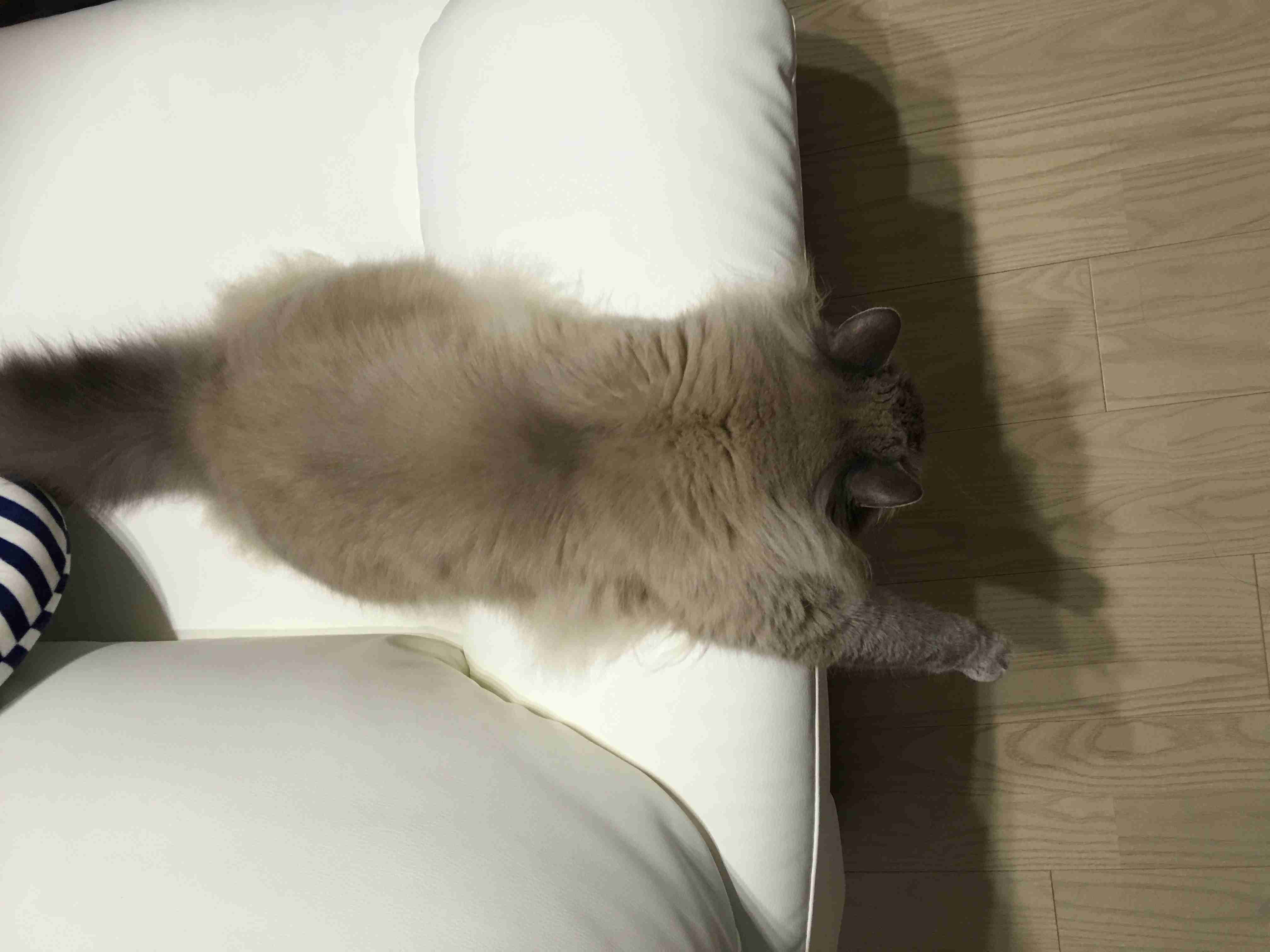 和む画像を集めるトピ