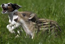 和む画像を集めるトピ