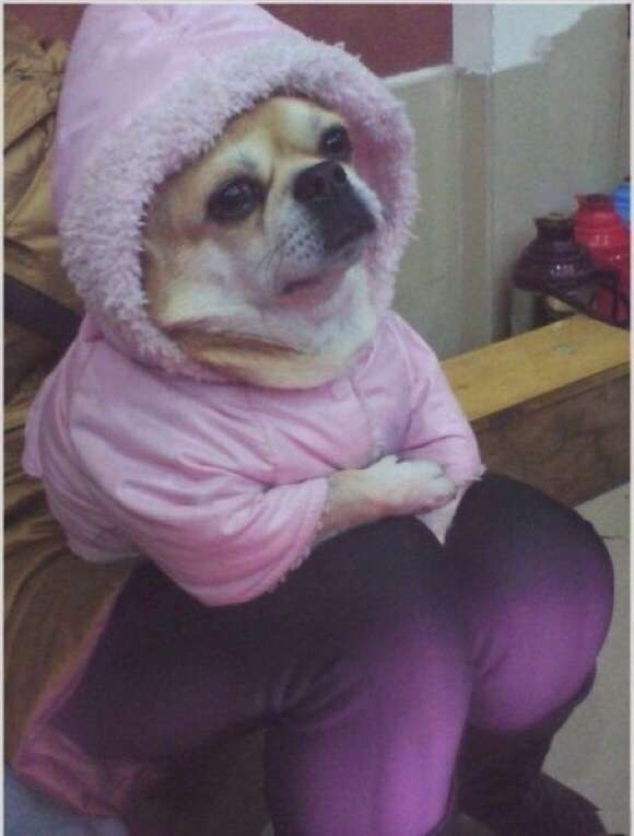 和む画像を集めるトピ