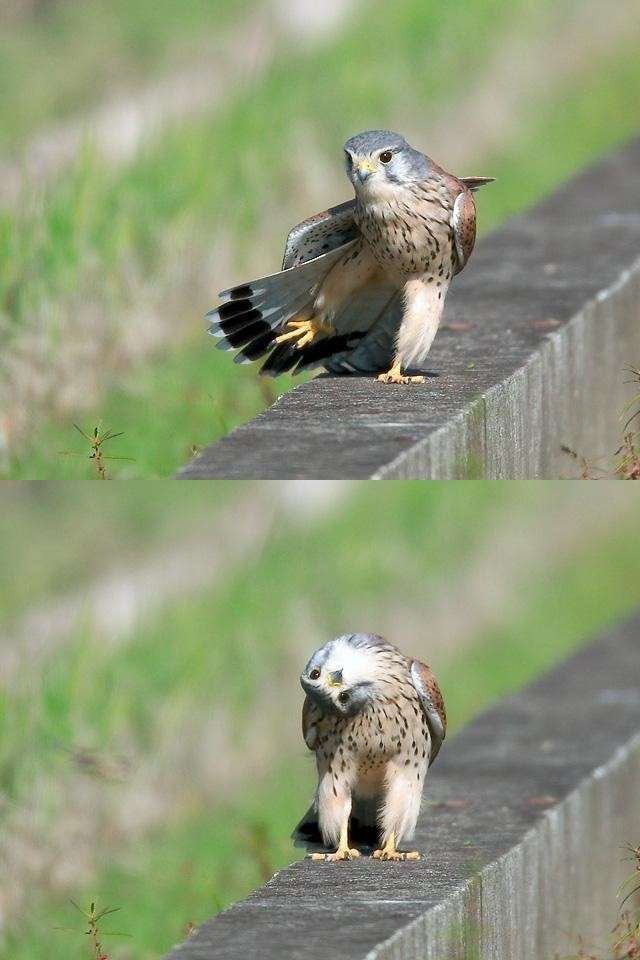 和む画像を集めるトピ