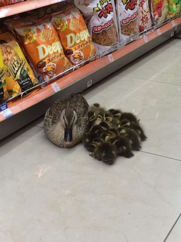 和む画像を集めるトピ