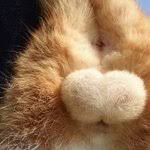 和む画像を集めるトピ