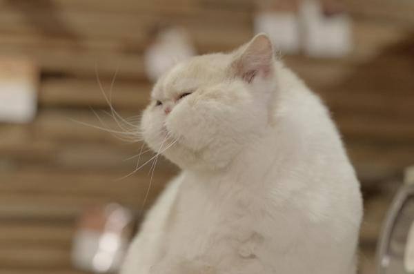 和む画像を集めるトピ