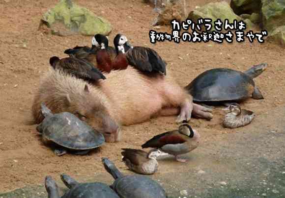 和む画像を集めるトピ