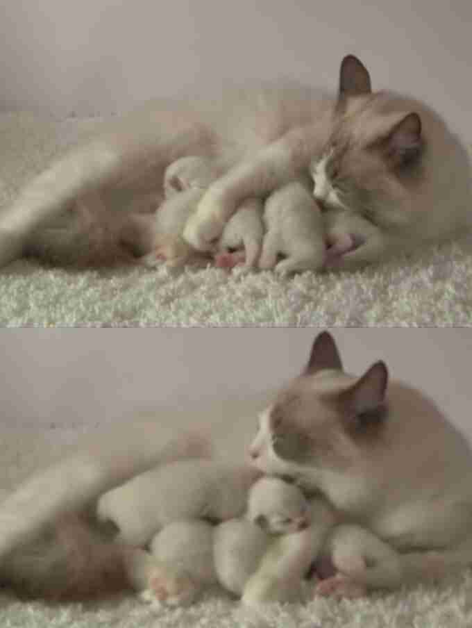 和む画像を集めるトピ