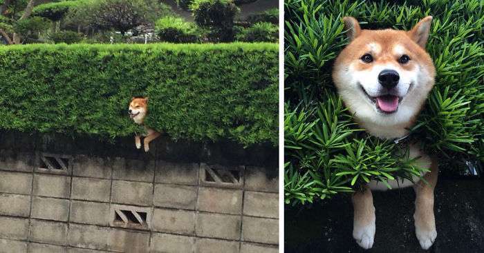 和む画像を集めるトピ