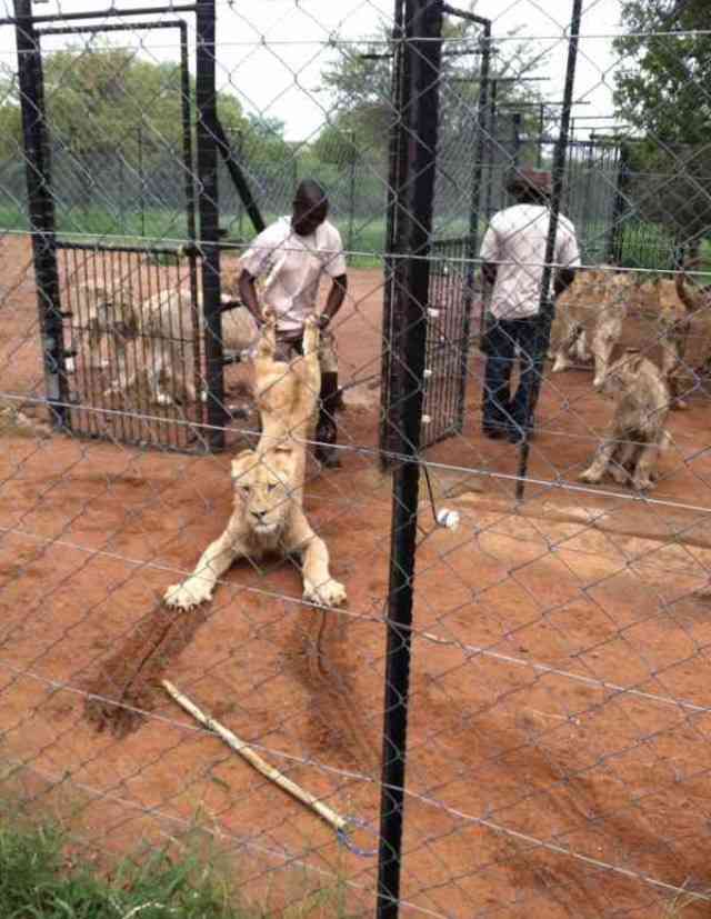 和む画像を集めるトピ
