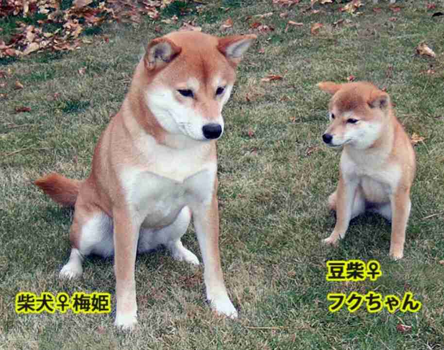 和む画像を集めるトピ