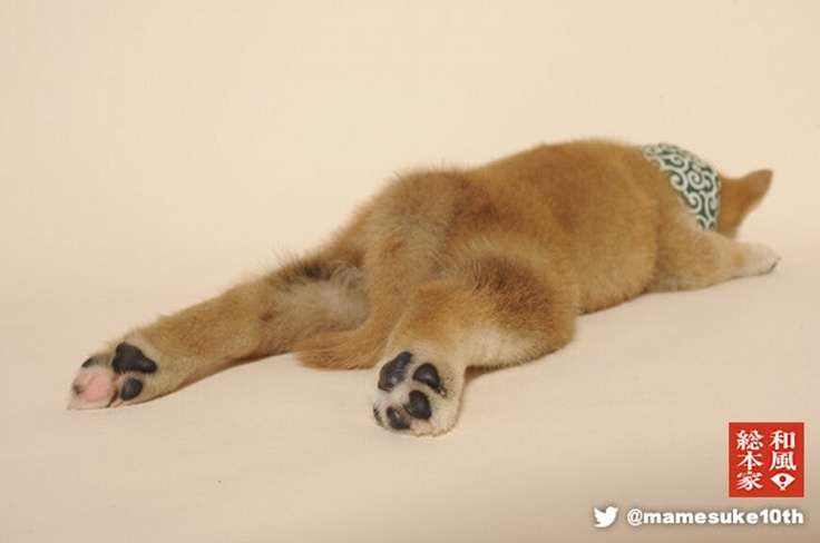 暑さでダラけた感じの動物さんの画像ください