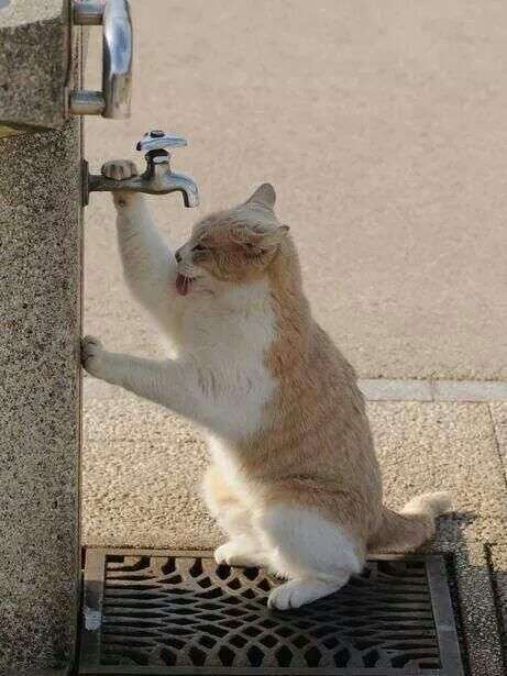 暑さでダラけた感じの動物さんの画像ください