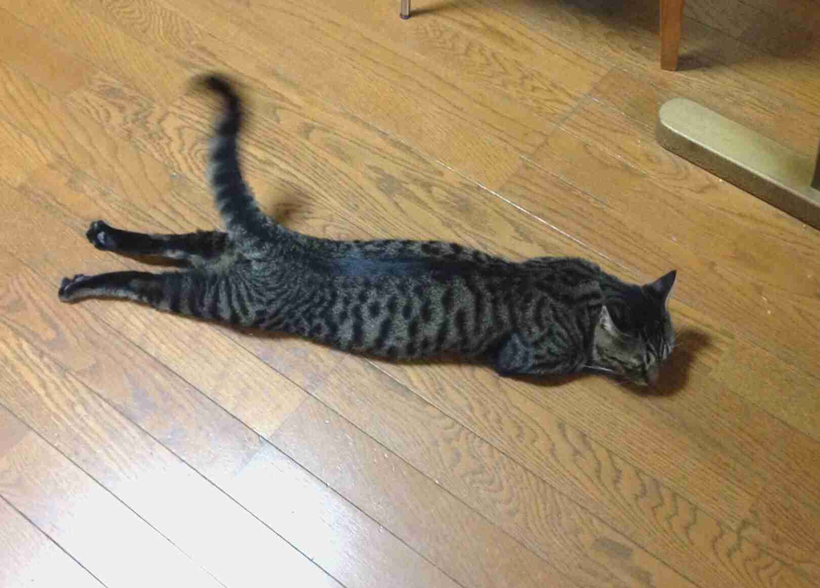 暑さでダラけた感じの動物さんの画像ください