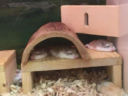 暑さでダラけた感じの動物さんの画像ください