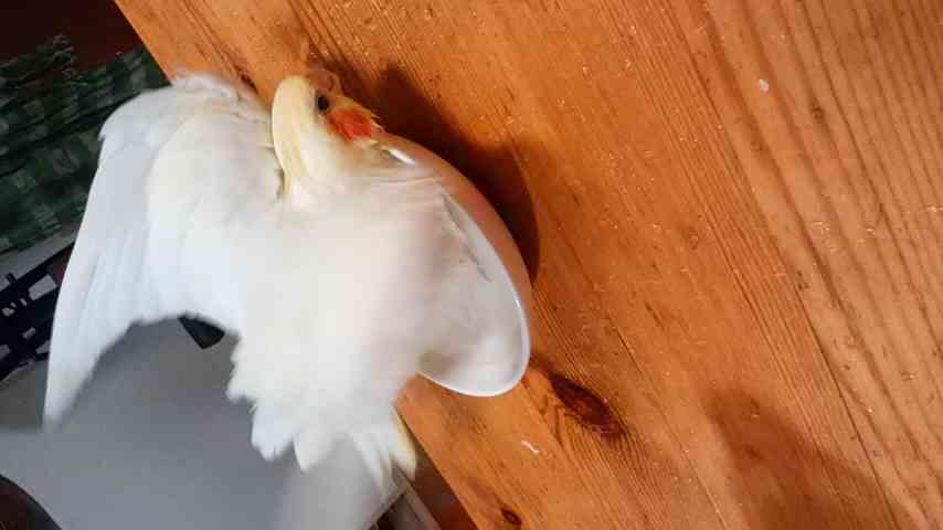 暑さでダラけた感じの動物さんの画像ください