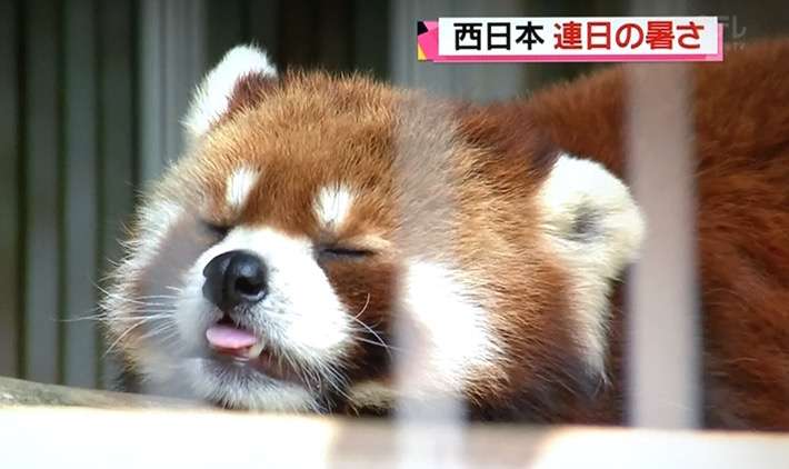 暑さでダラけた感じの動物さんの画像ください