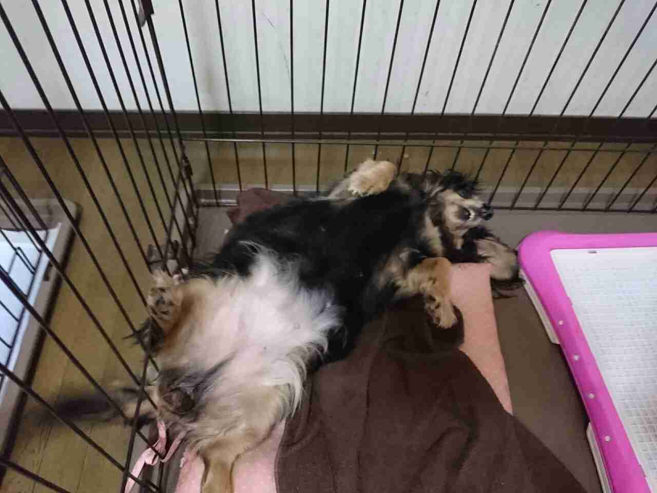 暑さでダラけた感じの動物さんの画像ください
