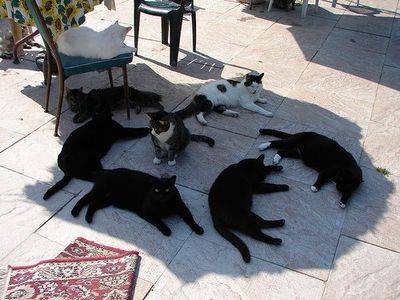 暑さでダラけた感じの動物さんの画像ください