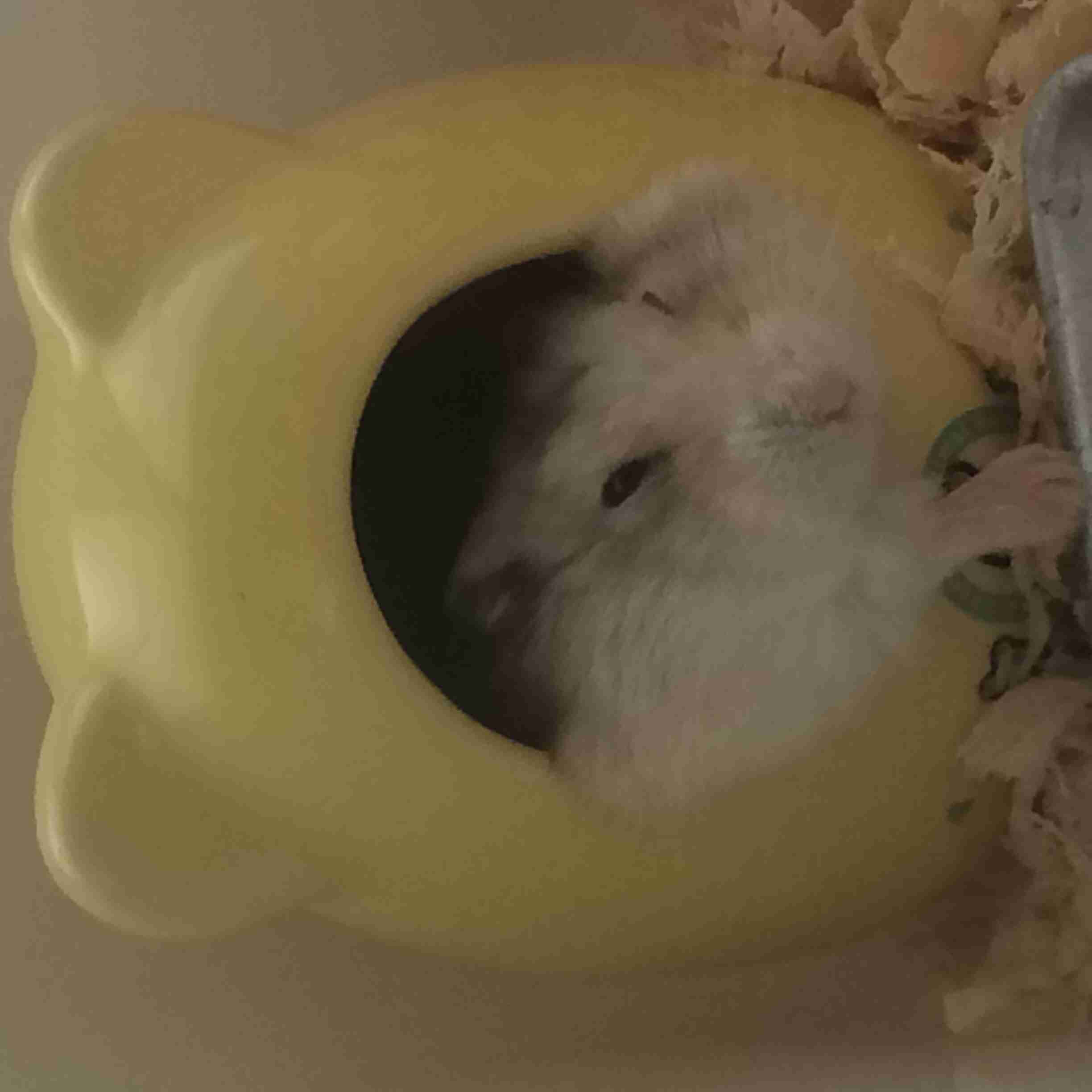 暑さでダラけた感じの動物さんの画像ください