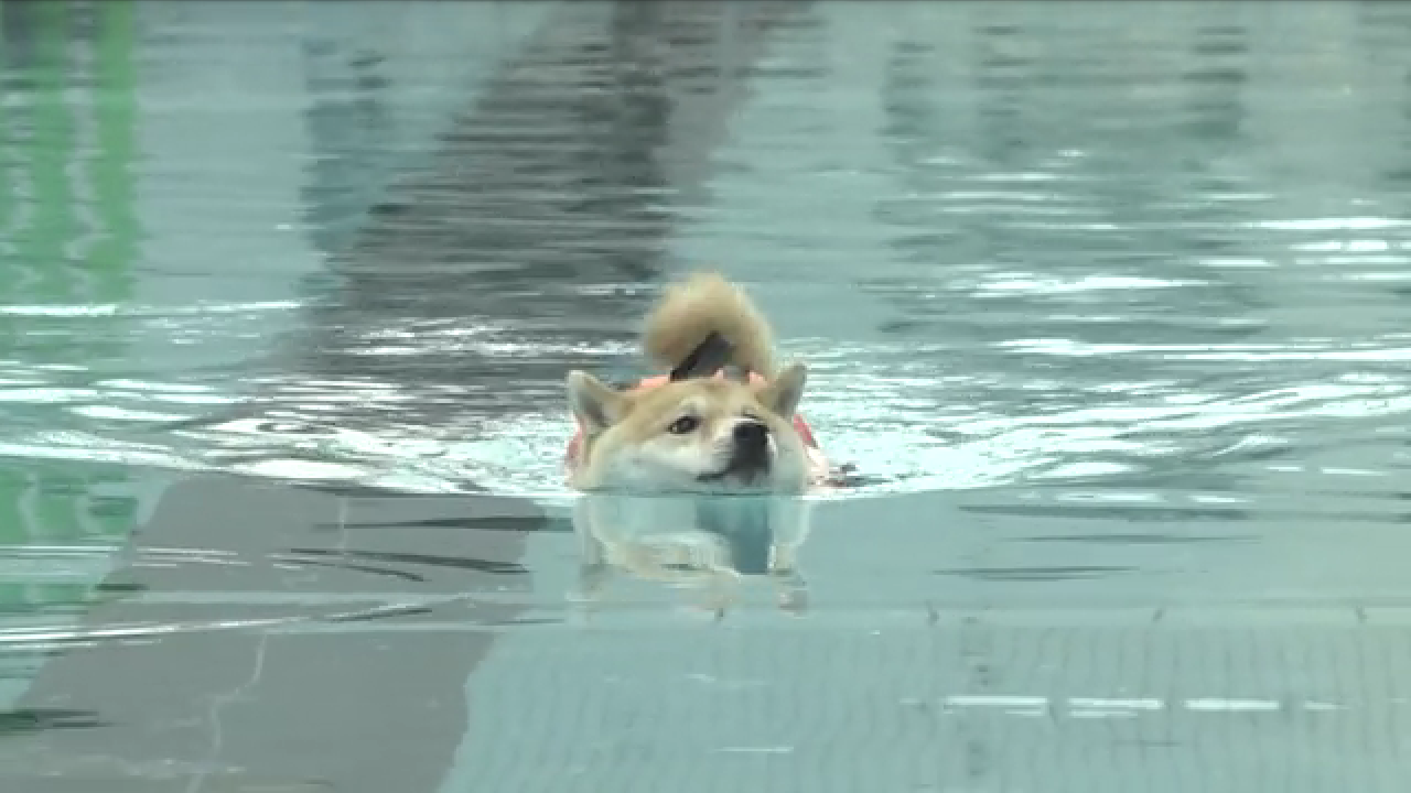 暑さでダラけた感じの動物さんの画像ください