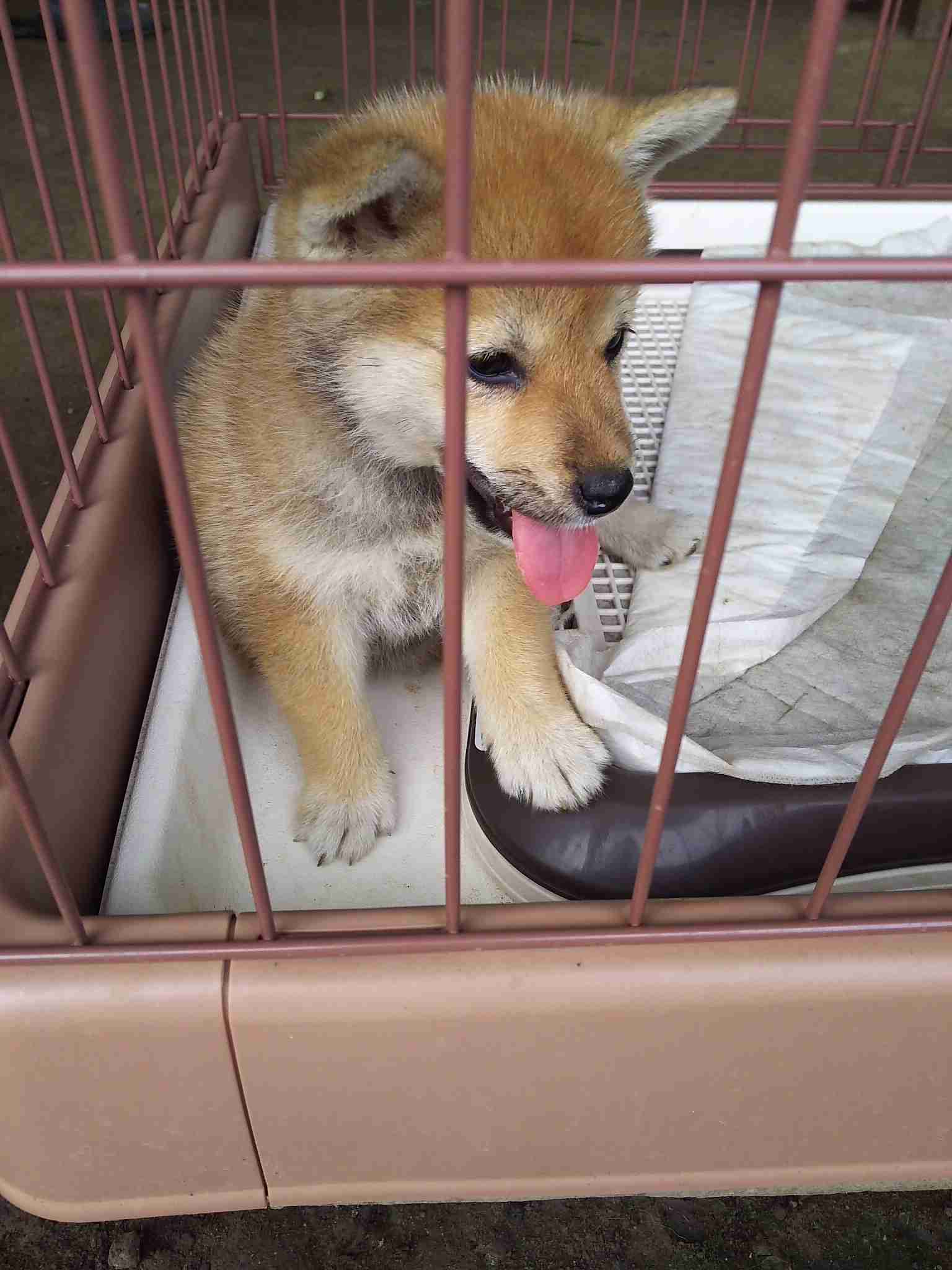 暑さでダラけた感じの動物さんの画像ください