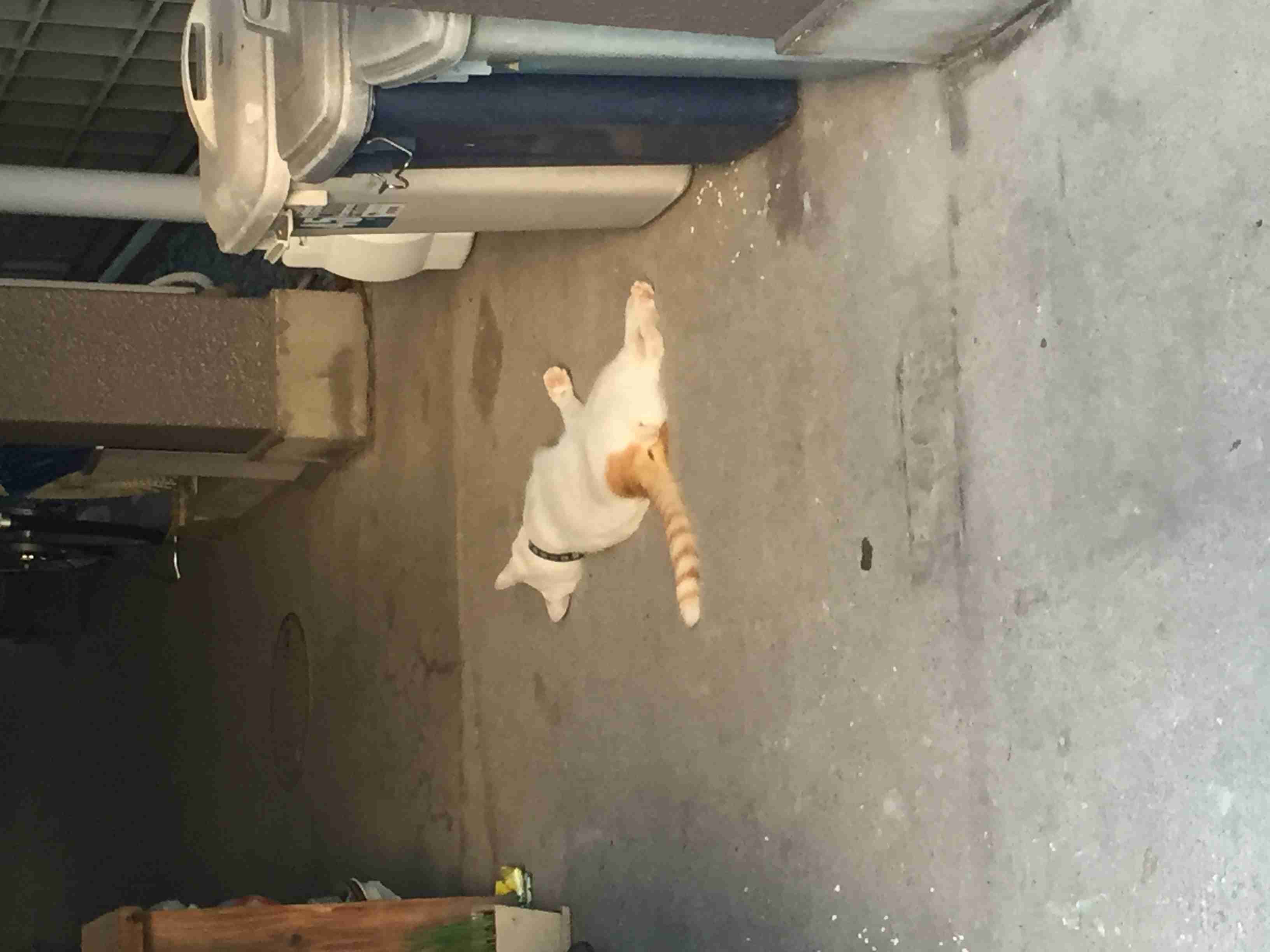 暑さでダラけた感じの動物さんの画像ください