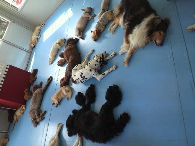 暑さでダラけた感じの動物さんの画像ください