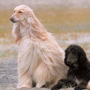 大型犬好きさん集まれ〜〜