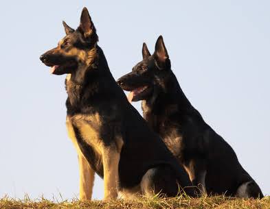 大型犬好きさん集まれ〜〜