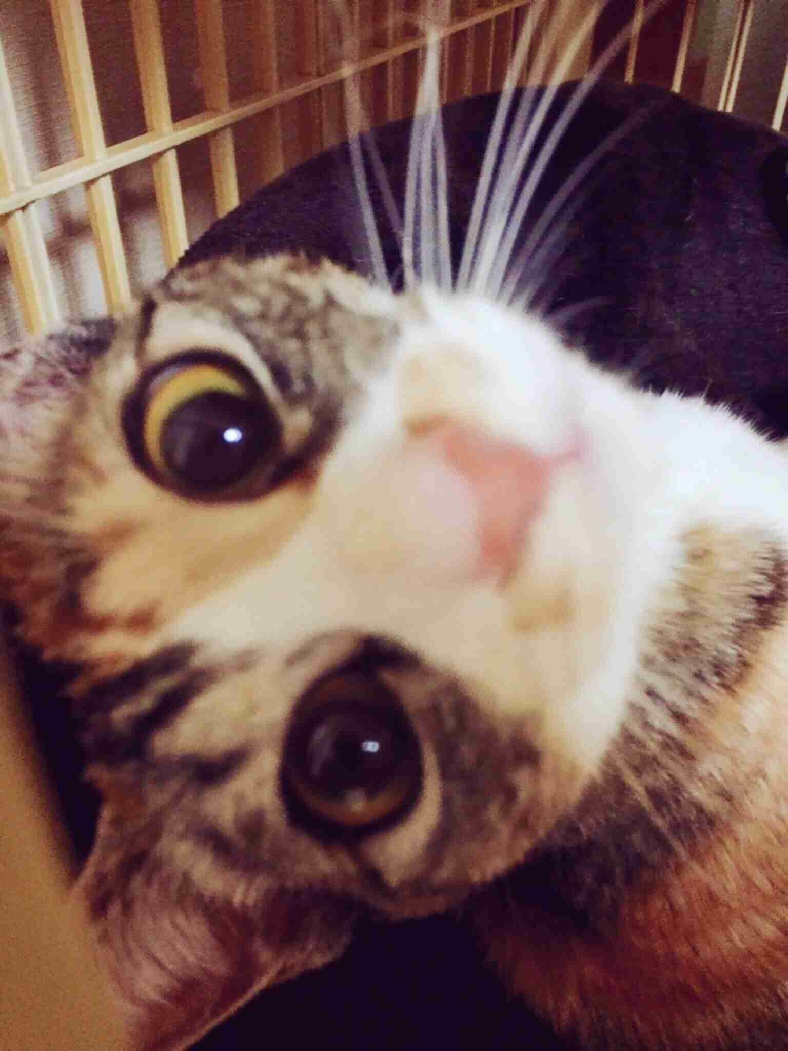 保健所から動物をお迎えしたことがある人
