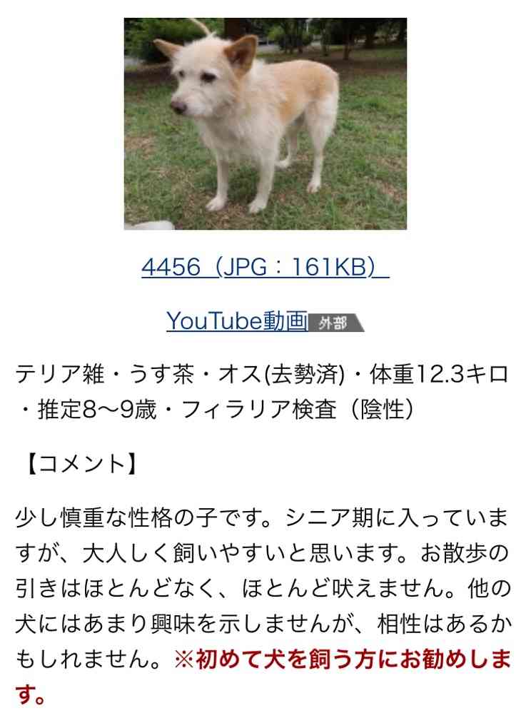 保健所から動物をお迎えしたことがある人