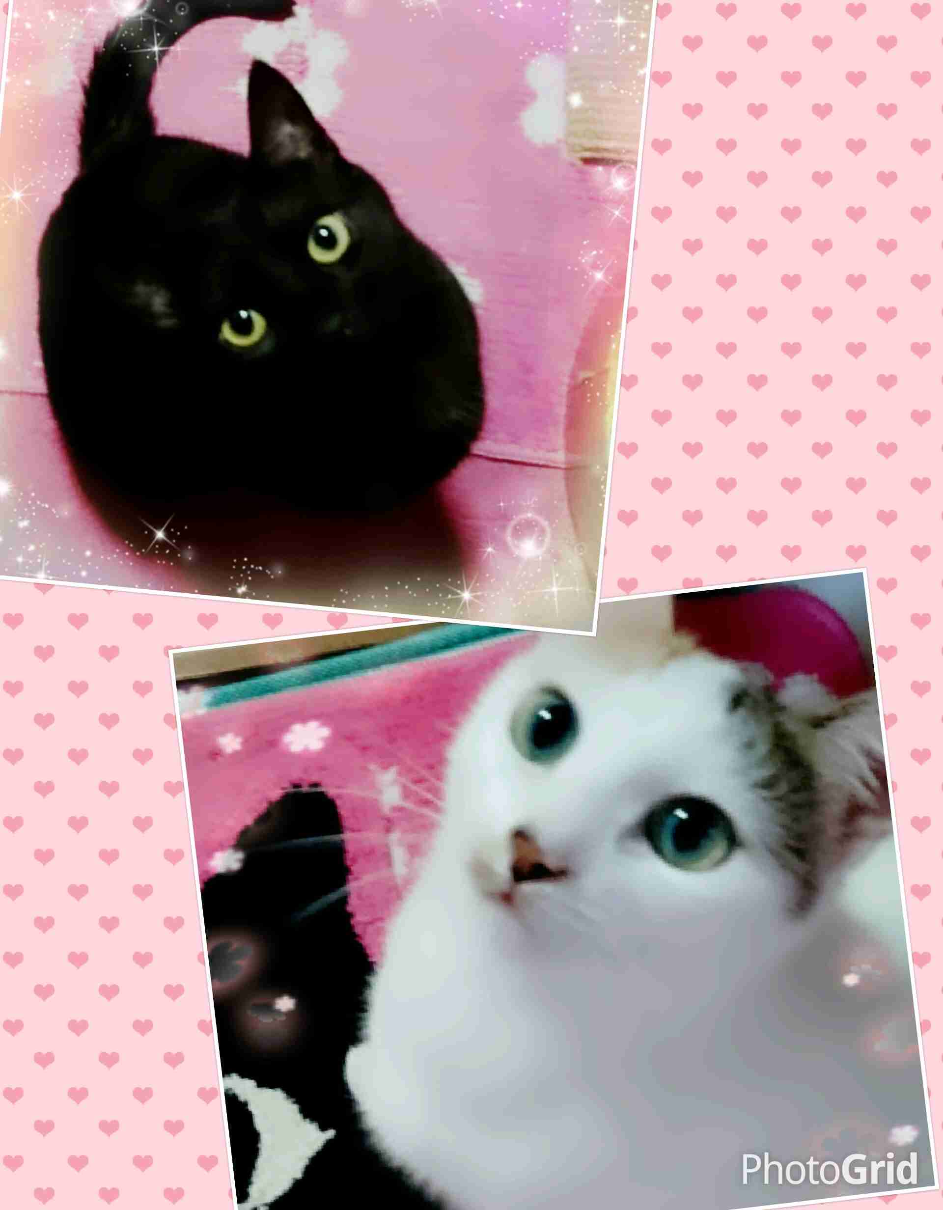 保健所から動物をお迎えしたことがある人