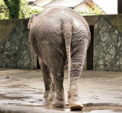 【微閲覧注意】中島知子、44歳のボンデージ写真集がお父さん世代に好評