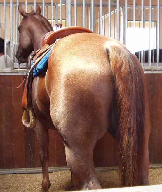 【微閲覧注意】中島知子、44歳のボンデージ写真集がお父さん世代に好評