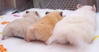 【微閲覧注意】中島知子、44歳のボンデージ写真集がお父さん世代に好評